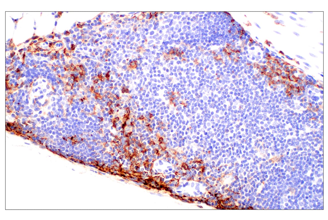 Immunohistochemistry Image 8: CD11b/ITGAM (E4K8C) Rabbit mAb