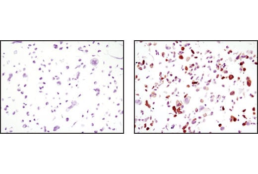 Immunohistochemistry Image 1: GFP (4B10) Mouse mAb (BSA and Azide Free)