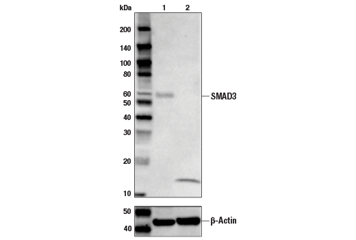 Western Blotting Image 1: SMAD3 (C67H9) Rabbit mAb (BSA and Azide Free)