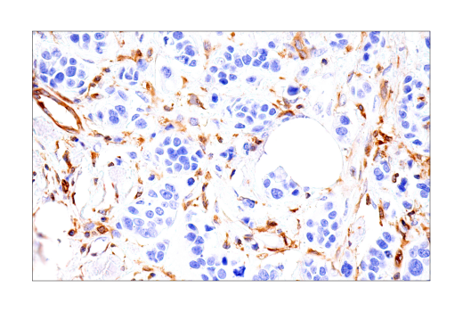 Immunohistochemistry Image 2: RIP3 (E7A7F) XP<sup>®</sup> Rabbit mAb