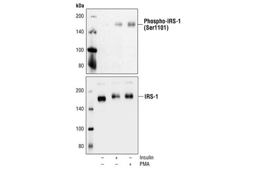 Western Blotting Image 1: Phospho-IRS-1 (Ser1101) Antibody