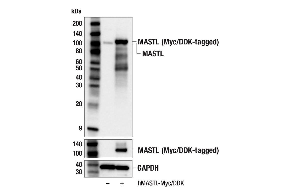 Western Blotting Image 2: MASTL (F7I2C) Rabbit mAb