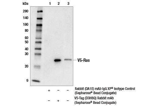 Immunoprecipitation Image 1: V5-Tag (D3H8Q) Rabbit mAb (Sepharose<sup>®</sup> Bead Conjugate)