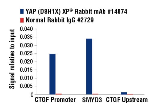 Chromatin Immunoprecipitation Image 3: YAP (D8H1X) XP<sup>®</sup> Rabbit mAb