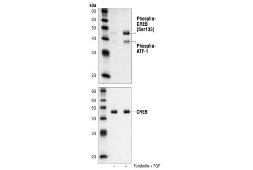 undefined Image 3: PhosphoPlus<sup>®</sup> CREB (Ser133) Antibody Duet