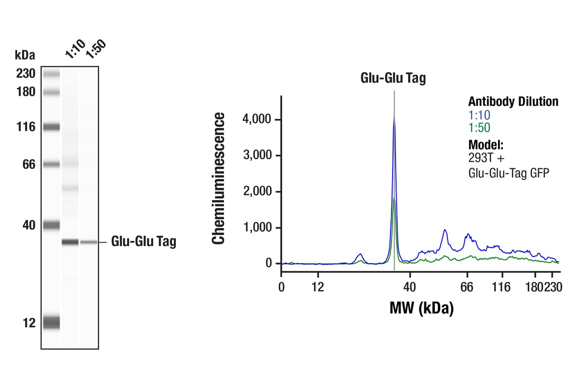 Western Blotting Image 1: Glu-Glu Tag (F7J1B) Mouse mAb