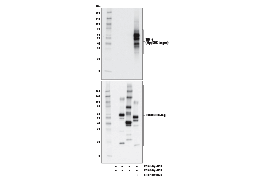 Western Blotting Image 1: TIM-4 (D3W4F) XP<sup>®</sup> Rabbit mAb (BSA and Azide Free)