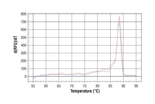 Chromatin Immunoprecipitation Image 1: SimpleChIP<sup>®</sup> Mouse PITX3 Intron 1 Primers