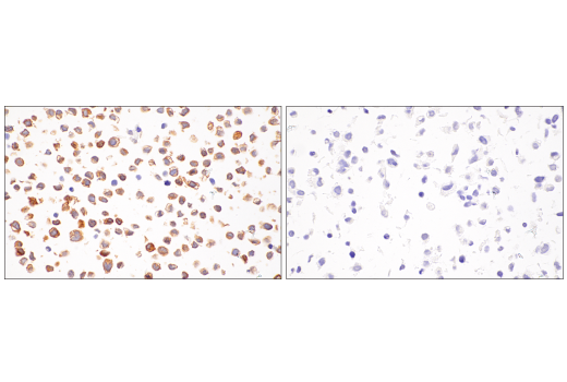 Immunohistochemistry Image 11: DAP12 (E8P9U) Rabbit mAb (BSA and Azide Free)