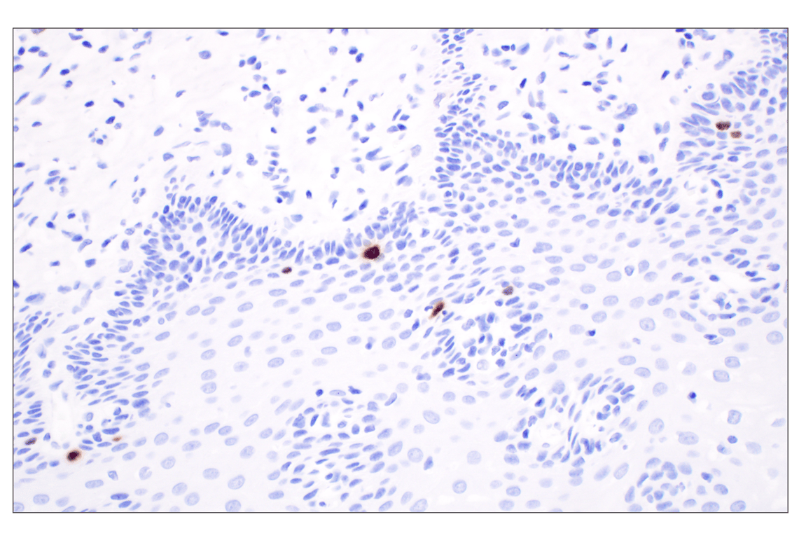 Immunohistochemistry Image 6: Phospho-Histone H3 (Ser10) (D7N8E) XP<sup>®</sup> Rabbit mAb (BSA and Azide Free)