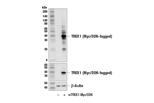 Western Blotting Image 2: TREX1 (E6D7M) Rabbit mAb