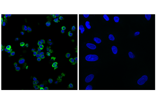 Immunofluorescence Image 1: STING (E9X7F) Rabbit mAb (Alexa Fluor<sup>®</sup> 488 Conjugate)