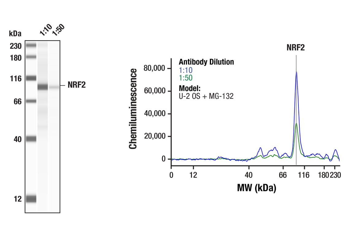 Western Blotting Image 1: NRF2 (D1Z9C) XP<sup>®</sup> Rabbit mAb