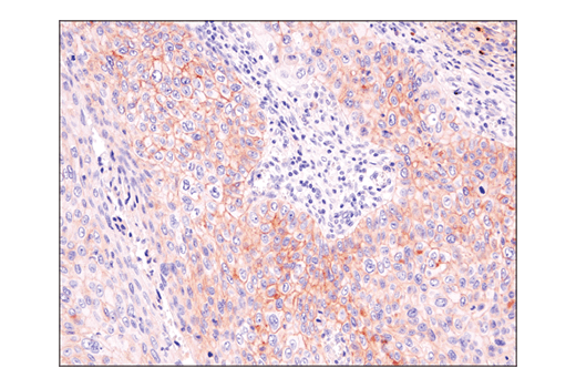 Immunohistochemistry Image 1: ASCT2 (D7C12) Rabbit mAb (BSA and Azide Free)
