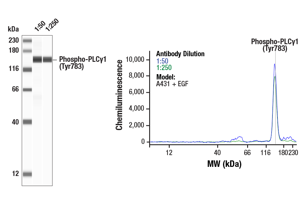 undefined Image 2: ALK Activation Antibody Sampler Kit