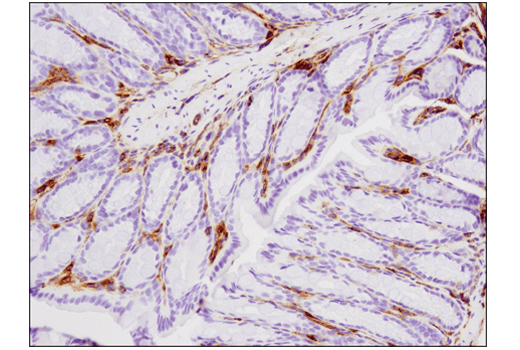 Immunohistochemistry Image 1: VISTA (D5L5T) XP<sup>®</sup> Rabbit mAb