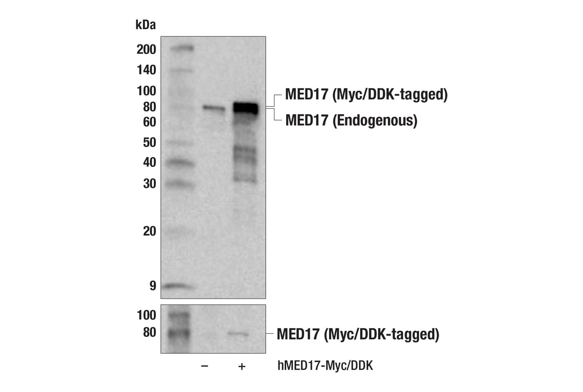 Western Blotting Image 2: MED17 (E3V6Y) Rabbit mAb