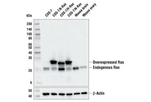 Western Blotting Image 1: Ras (E8N8L) XP® Rabbit mAb