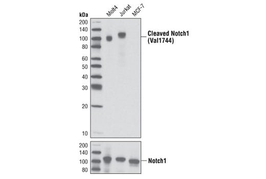 undefined Image 2: PhosphoPlus<sup>®</sup> Notch1 (Cleaved, Val1744) Antibody Duet