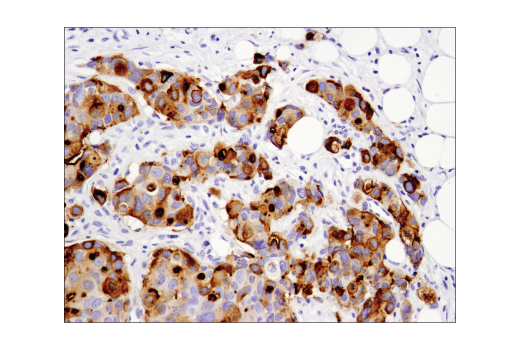 Immunohistochemistry Image 1: MUC1-C (D5K9I) XP<sup>®</sup> Rabbit mAb (BSA and Azide Free)