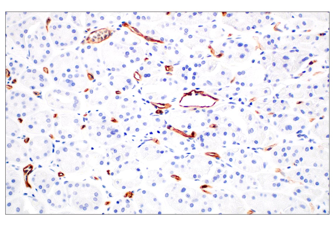 Immunohistochemistry Image 7: CD93/C1qR (E5H9B) Rabbit mAb