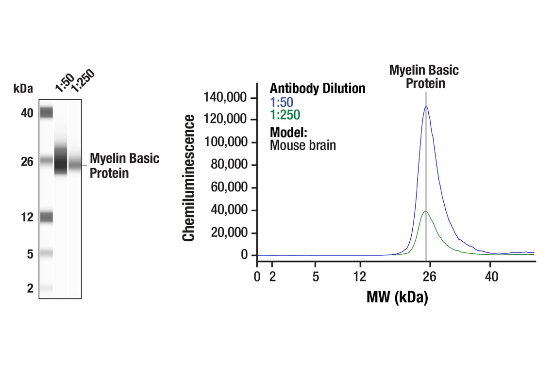 Western Blotting Image 1: Myelin Basic Protein (D8X4Q) XP<sup>®</sup> Rabbit mAb