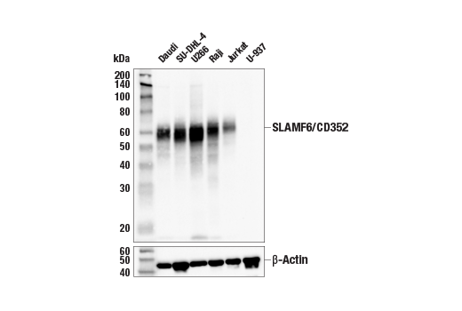 Western Blotting Image 1: SLAMF6/CD352 (E3H1E) XP<sup>®</sup> Rabbit mAb