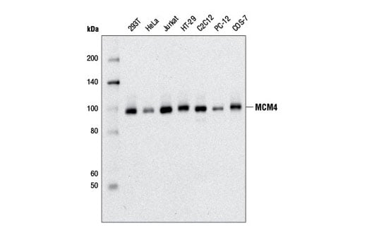 Western Blotting Image 1: MCM4 (D3H6N) XP<sup>®</sup> Rabbit mAb (BSA and Azide Free)