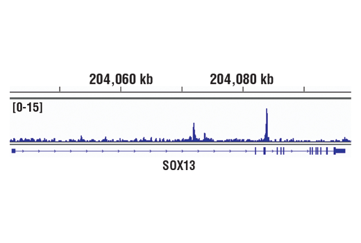 Chromatin Immunoprecipitation Image 1: MITF (D5G7V) Rabbit mAb