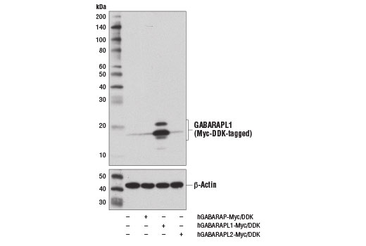 Western Blotting Image 1: GABARAPL1 (D5R9Y) XP® Rabbit mAb (BSA and Azide Free)