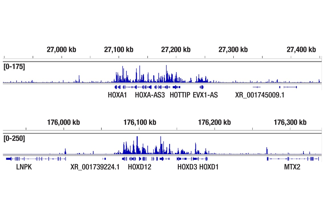CUT & Tag Image 2: CBX8 (D2O8C) Rabbit mAb