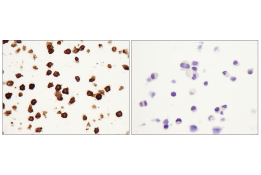 Immunohistochemistry Image 5: F4/80 (D2S9R) XP<sup>®</sup> Rabbit mAb (BSA and Azide Free)
