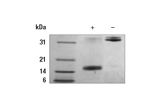 Human IL-17A/F Heterodimer Recombinant Protein: Image 1