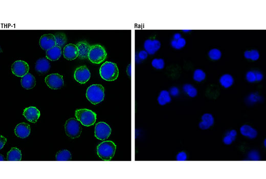 Immunofluorescence Image 1: CSF-1R/M-CSF-R (D3O9X) XP<sup>®</sup> Rabbit mAb