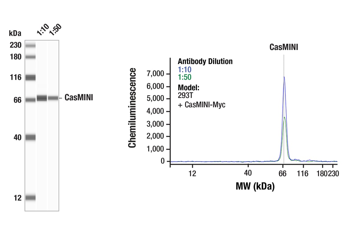 Western Blotting Image 1: CasMINI (8H3-H1) Mouse mAb