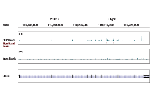 eCLIP Image 1: CDC40 (E4V4J) Rabbit mAb