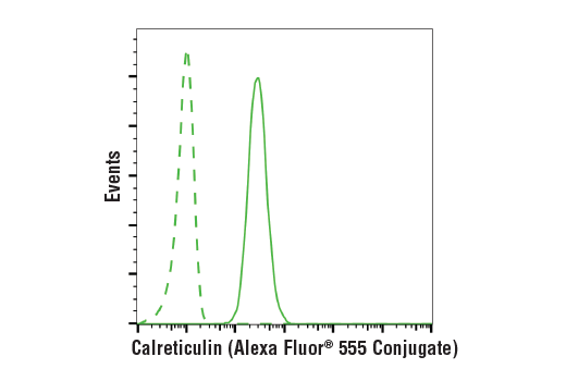 Flow Cytometry Image 1: Calreticulin (D3E6) XP<sup>®</sup> Rabbit mAb (Alexa Fluor<sup>®</sup> 555 Conjugate)