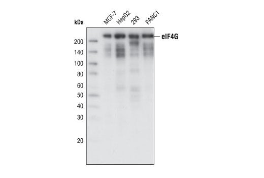 Western Blotting Image 1: eIF4G (C45A4) Rabbit mAb (BSA and Azide Free)