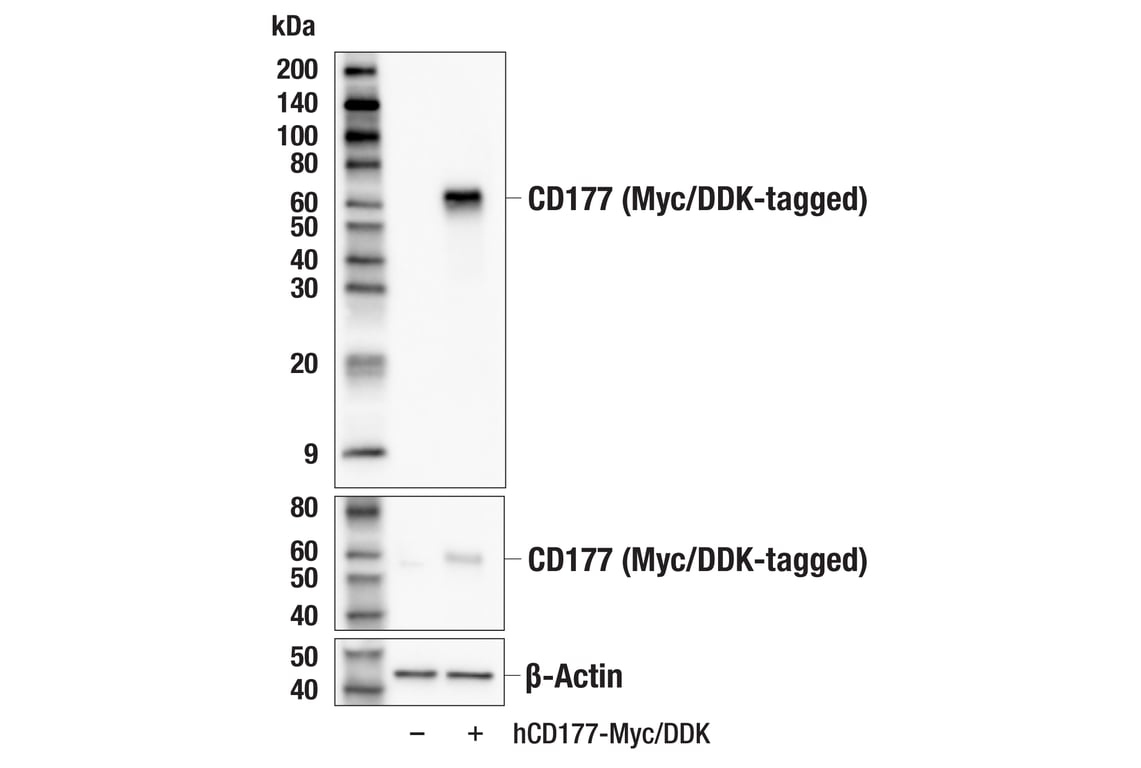 Western Blotting Image 2: CD177 (E6G1H) Rabbit mAb