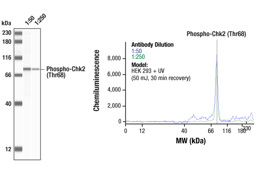 undefined Image 8: PhosphoPlus<sup>®</sup> Chk2 (Thr68) Antibody Duet