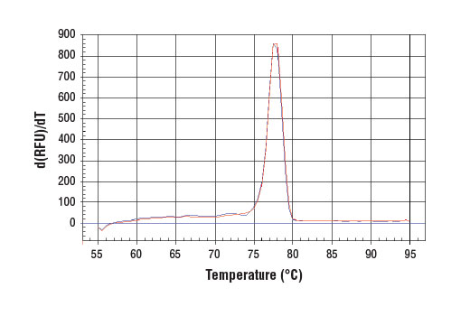 Chromatin Immunoprecipitation Image 1: SimpleChIP<sup>®</sup> Human β-Actin 3' UTR Primers