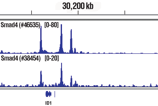 Chromatin Immunoprecipitation Image 1: SMAD4 (D3R4N) XP<sup>®</sup> Rabbit mAb