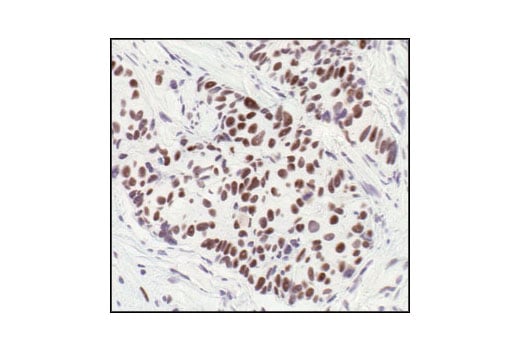 Immunohistochemistry Image 3: HSF1 Antibody