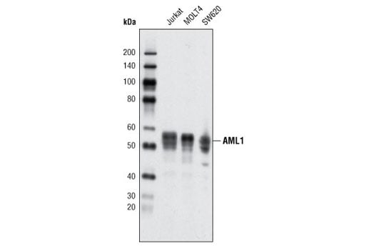 Western Blotting Image 1: AML1 (D33G6) XP<sup>®</sup> Rabbit mAb (BSA and Azide Free)