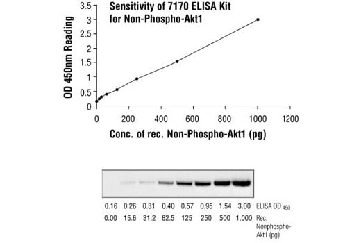 ELISA Image 3: PathScan<sup>®</sup> Total Akt1 Sandwich ELISA Kit