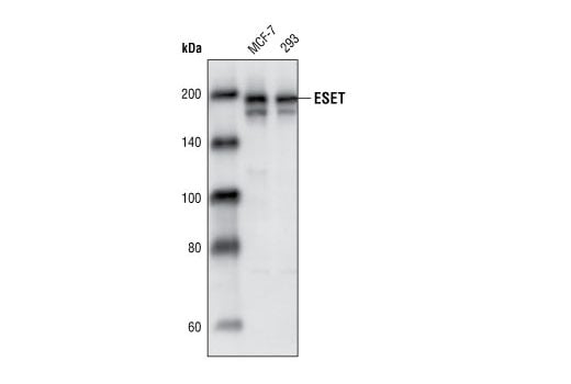 Western Blotting Image 1: ESET (C1C12) Rabbit mAb