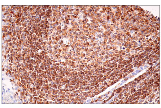 Immunohistochemistry Image 7: SLAMF6/CD352 (E3H1E) XP<sup>®</sup> Rabbit mAb