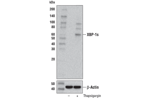 Western Blotting Image 2: XBP-1s (E7M5C) Mouse mAb (BSA and Azide Free)