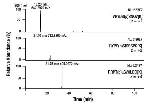 undefined Image 5: PTMScan<sup>®</sup> Control Peptides Phospho-Akt (RXXS*/T*)