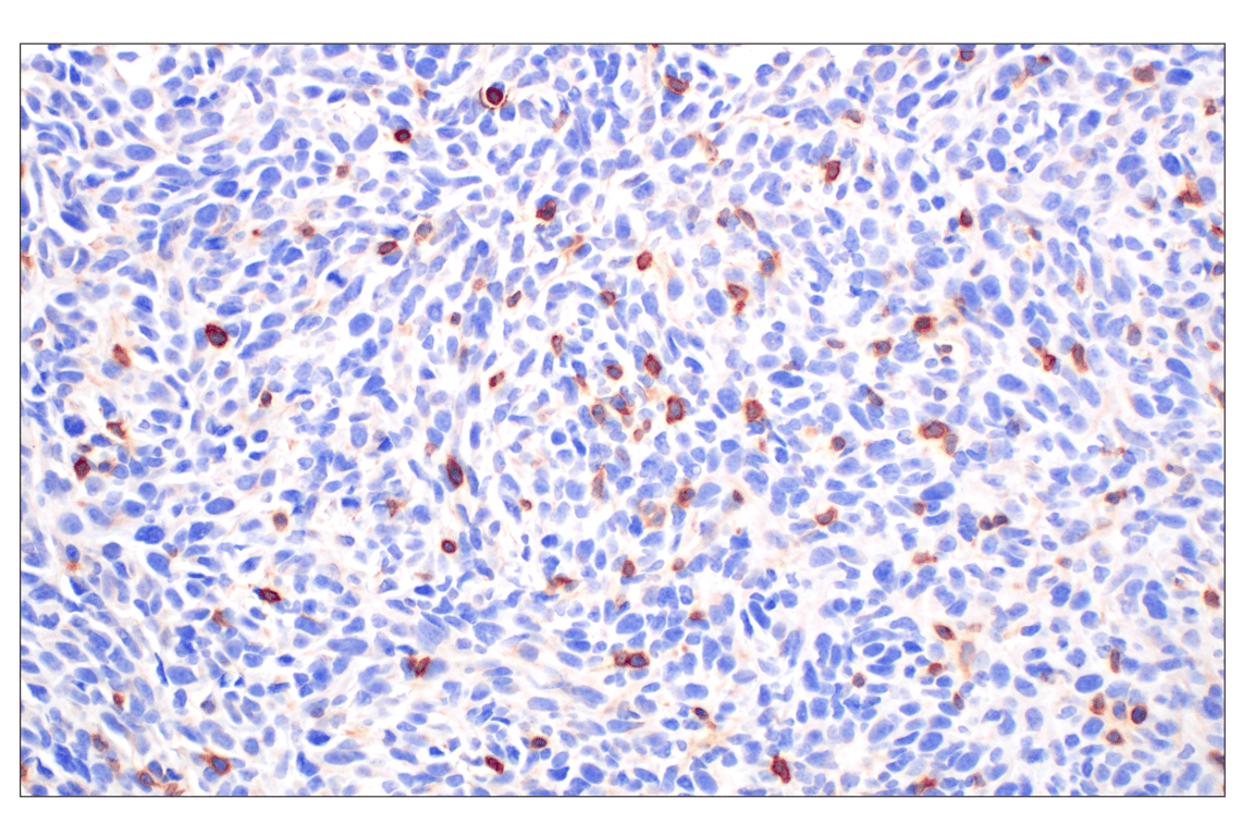 Immunohistochemistry Image 1: CD27 (F3R2V) Rabbit mAb